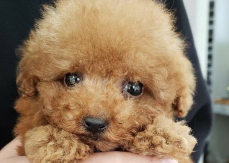 Dog’s Home（ドッグスホーム）